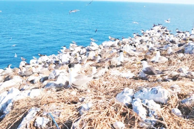 Hòn Trứng là sân chim biển có mật độ sinh sản nhiều nhất Việt Nam.