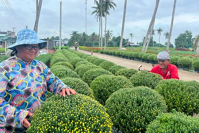 Gia đình bà Trần Thị Thu Hương (ngụ xã Sơn Phú, huyện Chợ Lách, tỉnh Bến Tre) chăm sóc hoa chuẩn bị bán trong dịp Tết Nguyên đán. 