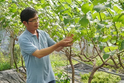 Một góc vườn nho mẫu đơn của nông dân Ngô Hùng Thắng. 