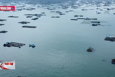 Người nuôi tôm hùm Phú Yên tìm giải pháp vượt khó