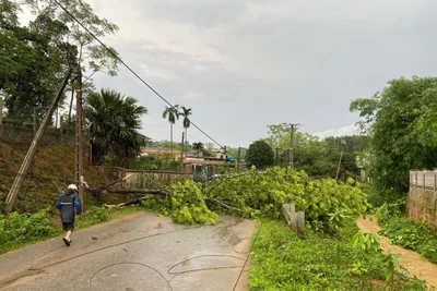 Mưa lớn kèm theo dông lốc khiến nhiều cây cối bị gãy đổ, nhiều công trình bị hư hỏng.