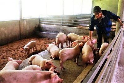 Mô hình chăn nuôi lợn hữu cơ tại tỉnh Quảng Bình đạt hiệu quả khá tốt, được nhân rộng.