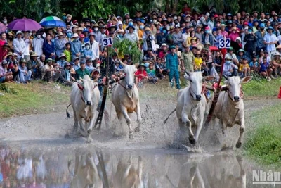 Hai đôi bò tranh tài quyết liệt.