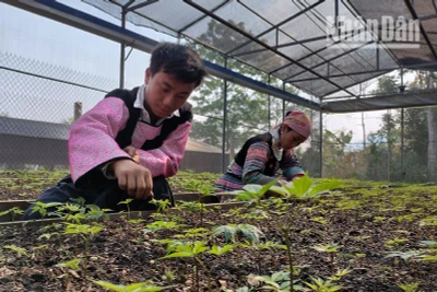 Sâm Ngọc Linh đã được trồng thành công bằng hạt tại Sơn La, với tỷ lệ nảy mầm đạt 100%.