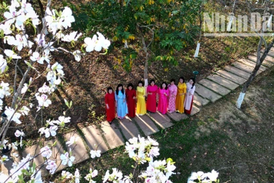 Tháng 3, khi nắng ấm dần lên, cũng là lúc tại những cánh rừng cho đến khu trung tâm, phố thị hay dọc các trục đường chính của Sơn La chìm trong sắc trắng hoa ban. Đây cũng là dịp để những người yêu loài hoa này lưu giữ cho mình những khoảnh khắc đẹp.