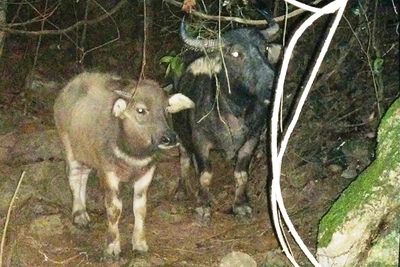 Con trâu và nghé bị dắt trộm trong đêm.