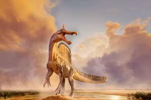 Hình minh họa loài khủng long Spinosaurus mirabilis. (Ảnh: Đại học Chicago)