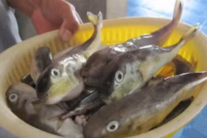 Người dân tuyệt đối không sử dụng cá nóc làm thực phẩm dưới bất kỳ hình thức nào. (Ảnh minh họa)