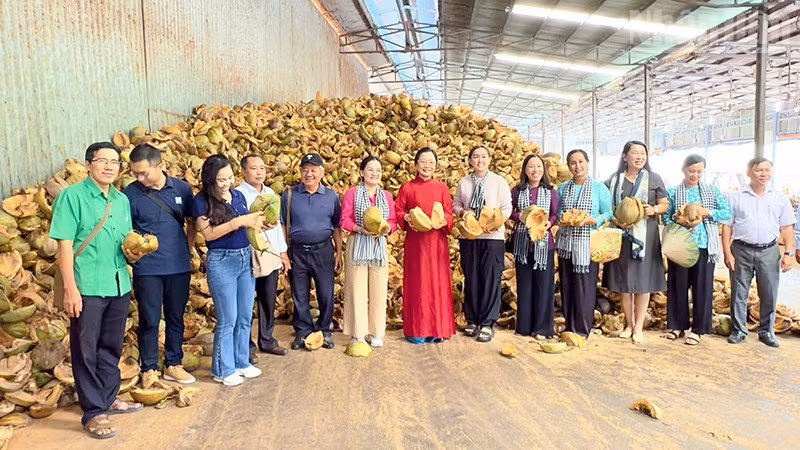 Dừa là một trong những sản phẩm du lịch đặc trưng của tỉnh Vĩnh Long. 