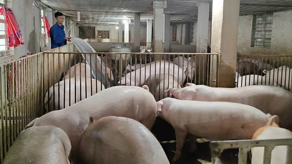 Chủ gia trại ở xã Hồ Vương, tỉnh Thanh Hóa thường xuyên vệ sinh chuồng trại, chủ động phòng dịch bệnh cho đàn lợn nuôi.