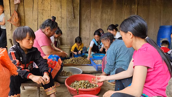 Thu hoạch quả mắt cá luộc, bóc, sấy tạo thêm thu nhập cho người dân bản Sài Khao, tỉnh Thanh Hóa.