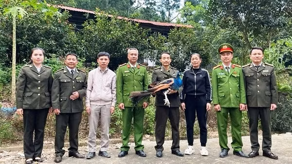 Các cơ quan chức năng tiếp nhận động vật Công Ấn Độ từ người dân giao nộp.