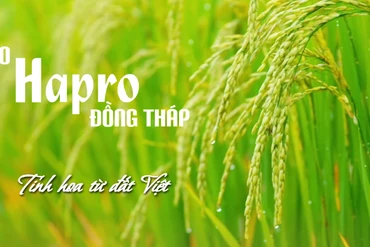 Gạo Hapro Đồng Tháp - Tinh hoa từ đất Việt