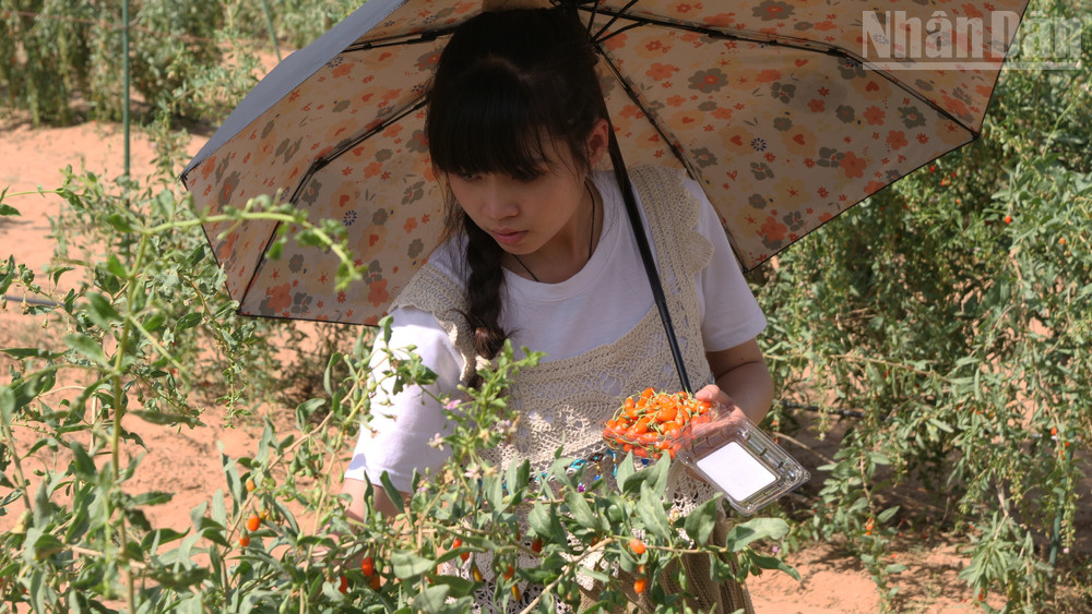 Du khách trải nghiệm hái kỷ tử tươi ngay tại vườn. ndo_tr_a10-p2113141.jpg