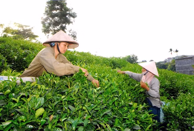 Người dân huyện Đồng Hỷ (Thái Nguyên) thu hoạch chè búp. Ảnh: HỒNG KỲ