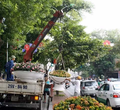 Đặt các chậu hoa tươi trang trí đường phố Hà Nội nhân kỷ niệm 60 năm Ngày giải phóng Thủ đô. Ảnh: LÊ MINH