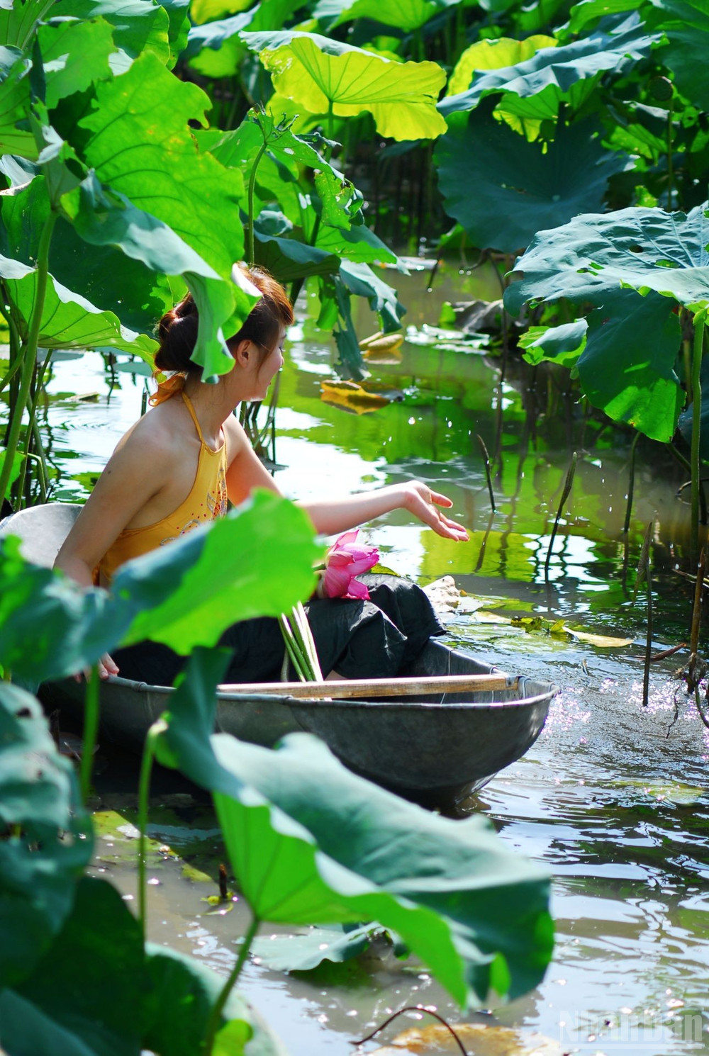 Hoa sen rực rỡ và mềm mại hòa quyện vẻ đẹp dịu dàng, đằm thắm của thiếu nữ Việt. ndo_br_thieunu-viet.jpg