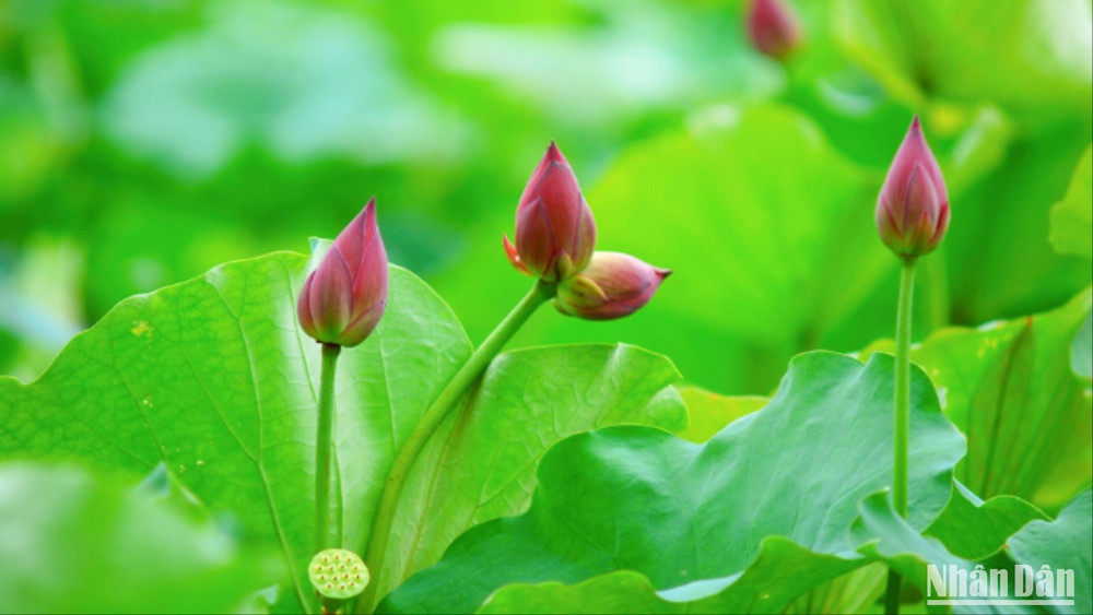 Đôi nụ sen Tịnh Đế (hai bông chung một cuống) hiếm gặp, thường được dân gian quan niệm là điềm lành, tượng trưng cho sự cao quý và tình cảm gắn bó. img-2006-5741-6967.jpg