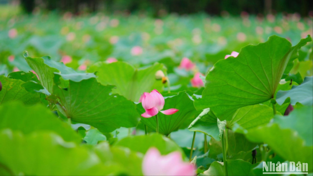 Mùa sen nở ở đầm sen Thuận Thành bắt đầu từ khoảng tháng 5 đến hết tháng 6, tương tự nhiều địa phương ở vùng đồng bằng Bắc Bộ. img-2014-830-5834.jpg