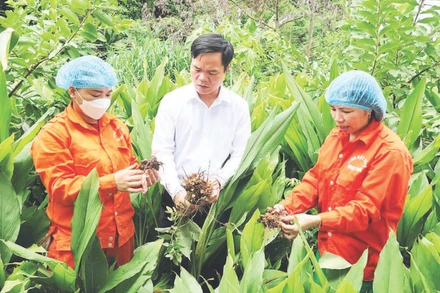 Mô hình trồng nghệ thoát nghèo ở các xã vùng cao Minh Ngọc, Minh Sơn - tỉnh Tuyên Quang. (Trong ảnh: Cán bộ kỹ thuật Hợp tác xã Nông lâm nghiệp tổng hợp Ngọc Sơn kiểm tra chất lượng củ nghệ trước khi thu hoạch, chế biến; Ảnh: KHÁNH TOÀN)