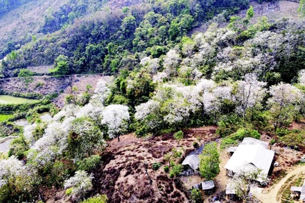 Rừng ban cổ bản Nặm Cứm nở trắng muốt mỗi độ tháng 3. (Ảnh: LÊ LAN)