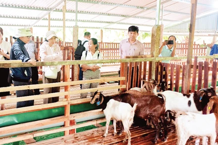 Mô hình chăn nuôi dê sinh sản tạo vùng nguyên liệu gắn với du lịch sinh thái tại tỉnh Khánh Hòa. (Ảnh: ĐỖ TUẤN)