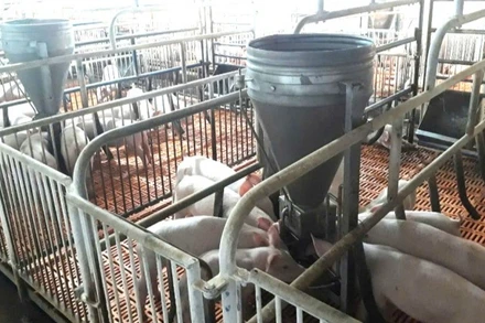 Đàn lợn nuôi tại xí nghiệp chăn nuôi heo công nghệ cao ở xã Tân Hội bị bệnh tả lợn châu Phi.