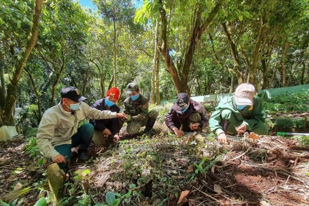 Đồng bào dân tộc thiểu số tỉnh Quảng Ngãi lựa chọn cây giống sâm Ngọc Linh trước khi trồng. (Ảnh: NGỌC LINH)