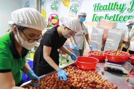 Sơ chế vải xuất khẩu tại Công ty CP Tập đoàn xuất nhập khẩu trái cây Chánh Thu. (Ảnh: MINH ANH)