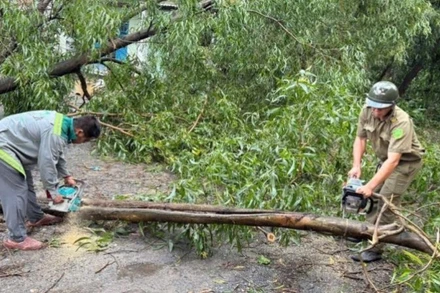 Hiện trường cây xanh ngã đổ tại phường Đông Hòa do mưa lớn kèm gió giật. 