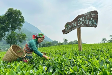 Chè là cây chủ lực, tạo đột phá cho các xã phía nam của tỉnh Thái Nguyên trong nhiệm kỳ 2025-2030. Trong ảnh: Người dân xã Tân Cương thu hoạch chè. (Ảnh: TÚ LINH)