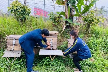 Việc áp dụng các công nghệ 4.0 trong bảo đảm chất lượng sản phẩm, minh bạch quá trình sản xuất và phân phối sản phẩm là giải pháp bền vững cho phát triển ngành ong Việt Nam.