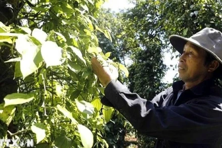 Nông dân thu hoạch hồ tiêu. (Ảnh: Trần Việt/TTXVN)