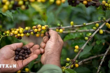Nông dân thu hoạch hạt cà-phê tại một nông trại ở Forquilha do Rio, Espirito Santo, Brazil. (Ảnh: AFP/ TTXVN)