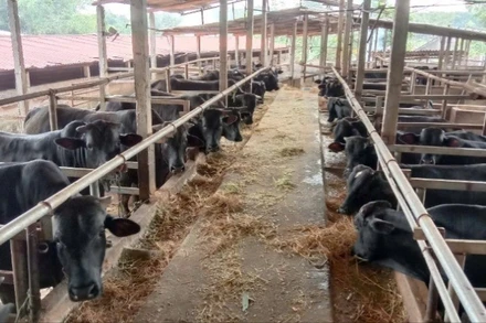 Khu vực chăn nuôi của Hợp tác xã Chăn nuôi bò và Dịch vụ sản xuất nông nghiệp Nga My (Thái Nguyên).