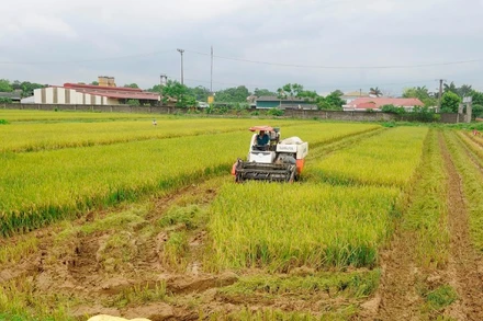 Thu hoạch lúa tại xã Mỹ Xuyên, thành phố Hà Nội. (Ảnh: ĐĂNG KHOA)