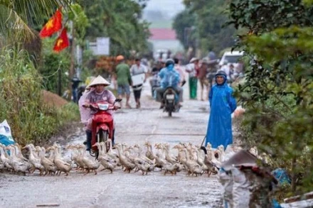 Nhiều người dân ở dưới thủy điện Ba Hạ nuôi vịt trong mùa mưa lũ để tránh thiệt hại.