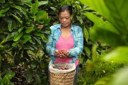 Khoản vay sẽ hỗ trợ việc thu mua cà-phê ổn định từ hơn 60.000 nông hộ tại Việt Nam, Indonesia, Ấn Độ và Papua New Guinea. (Ảnh: JICA)