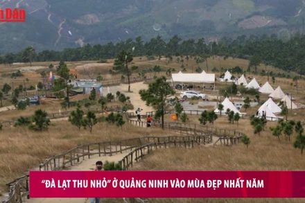“Đà Lạt thu nhỏ” ở Quảng Ninh vào mùa đẹp nhất năm