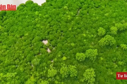 Quảng Ninh phát triển lâm nghiệp bền vững