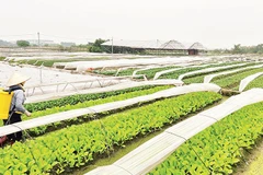 Người dân chăm bón những luống rau để kịp cung cấp ra thị trường dịp Tết Nguyên đán 2026.