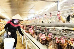 Mô hình nuôi gà bản Đầm Hà của gia đình anh Tuyền ở xã Quảng Tân đã mang lại giá trị kinh tế cao.