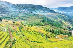 Hương lúa mới quyện cùng gió núi trong lành khiến bước chân ai cũng như chậm lại để tận hưởng trọn vẹn vẻ đẹp mộc mạc mà say đắm.