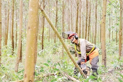 Các chủ rừng áp dụng kỹ thuật lâm sinh tiên tiến như tỉa thưa sớm, trồng xen cây bản địa và quản lý theo chu kỳ dài để nâng cao chất lượng rừng.