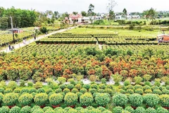 Một góc làng hoa Hà Đông ở phường Điện Bàn Bắc, thành phố Đà Nẵng.