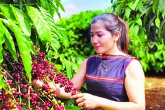 Canh tác cà-phê robusta theo hướng thuận tự nhiên, hướng đi bền vững góp phần nâng tầm thương hiệu cà-phê Việt Nam.