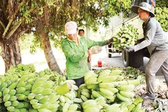 Thu hoạch chuối ở xã U Minh Thượng.