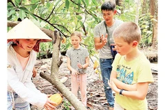 Khách du lịch tham quan vườn ca cao tại tỉnh Vĩnh Long.