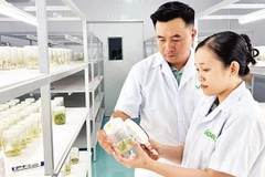 Ứng dụng công nghệ nhân giống cấy mô tại xã Chợ Lách (tỉnh Vĩnh Long).