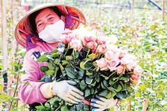 Niềm vui mùa thu hoạch.